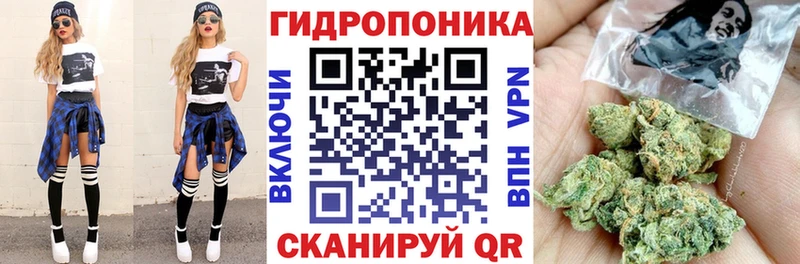 Конопля планчик  Ачхой-Мартан 